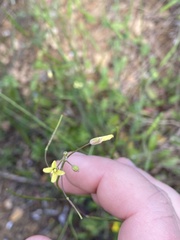 Brassica tournefortii