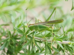 Conocephalomima barameda