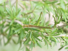 Conocephalomima barameda