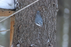 Sitta europaea asiatica