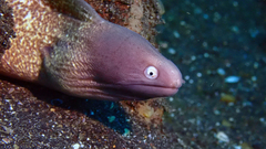 Gymnothorax thyrsoideus