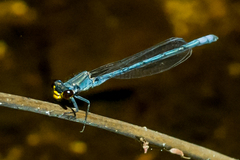 Pseudagrion citricola