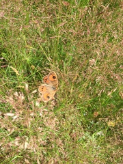 Argyrophenga antipodum