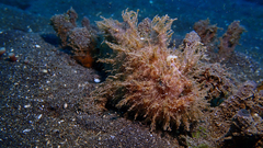 Antennarius striatus