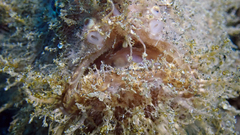 Antennarius striatus