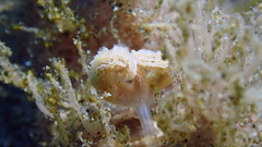 Antennarius striatus