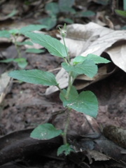 Geophila repens