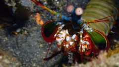 Odontodactylus scyllarus