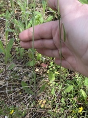 Brassica tournefortii