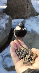 Periparus rufonuchalis