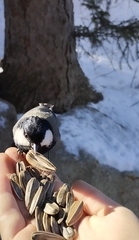 Periparus rufonuchalis