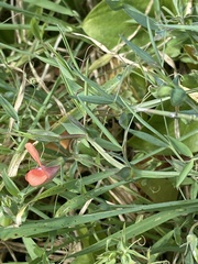 Lathyrus marmoratus