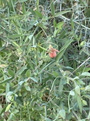 Lathyrus marmoratus