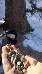 Periparus rufonuchalis