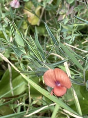Lathyrus marmoratus