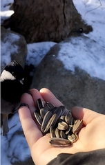 Periparus rufonuchalis