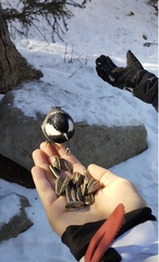 Periparus rufonuchalis