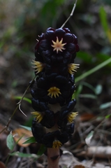 Bdallophytum americanum
