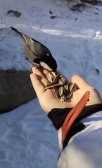 Periparus rufonuchalis