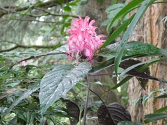 Justicia carnea
