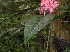 Justicia carnea