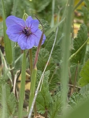 Erodium gruinum