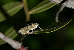 Hellula undalis