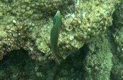 Stethojulis balteata