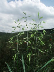Bromus secalinus