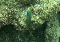 Stethojulis balteata