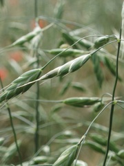 Bromus secalinus