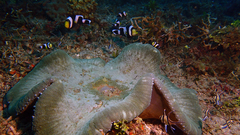 Stichodactyla haddoni