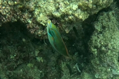 Stethojulis balteata