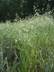Bromus secalinus