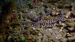 Wunderpus photogenicus