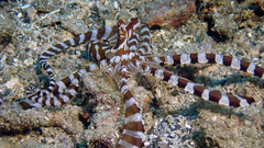 Wunderpus