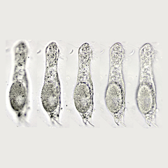 Heterolepidoderma