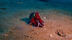 Amphioctopus marginatus