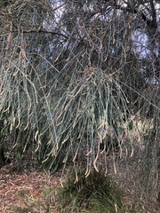 Allocasuarina verticillata