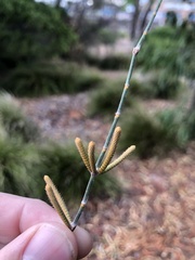 Allocasuarina verticillata