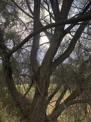 Allocasuarina verticillata