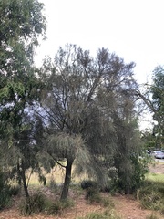 Allocasuarina verticillata