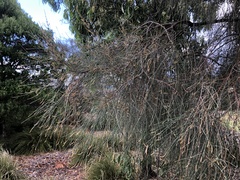Allocasuarina verticillata