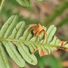 Sidymella trapezia