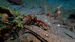 Achaeus japonicus