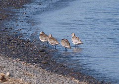 Limosa lapponica baueri