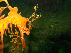Phycodurus eques