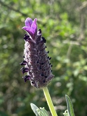 Lavandula stoechas