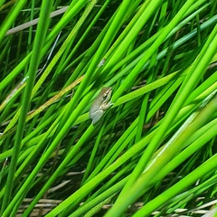 Litoria olongburensis