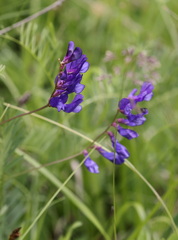 Vicia onobrychioides
